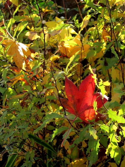 IMG_0007.JPG